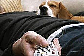  Comment empêcher un chien de manger des télécommandes 