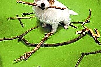 Як утримати собак від знищення дерев та кущів 