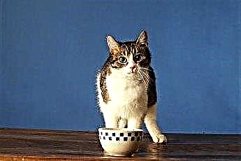  วิธีการให้ลูกแมวออกจากโต๊ะอาหารค่ำ 