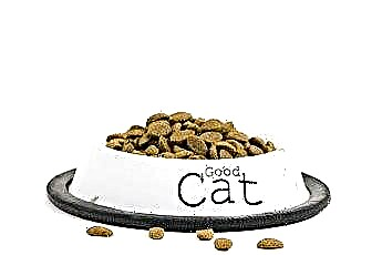  كيفية منع الجرو من أكل طعام القطة 