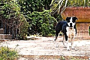  Kako spriječiti pse lutalice da se ne pokaju u dvorištu 