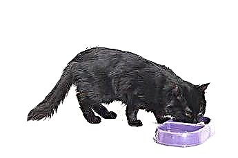  Što je hrana za mačke Kibble? 