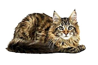  털이 무성한 털과 긴 꼬리를 가진 고양이는 어떤 종류입니까? 