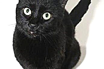  أي نوع من القط هو قطة سوداء ذات عيون ذهبية؟ 