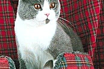  Aký druh mačiek má dvojité kabáty a trsy? 