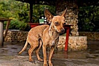  Welche Art von Aufnahmen braucht ein Chihuahua? 