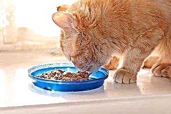  Koks tunas naudojamas kačių maiste? 