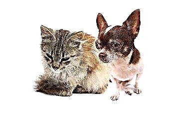  Welche Arten von Darmparasiten übertragen Katzen und Hunde? 