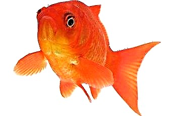  Kokie skanėstai patinka „Fantail Goldfish“? 