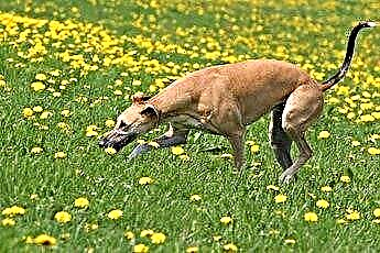  Rodzaje legowisk dla psów Greyhound 