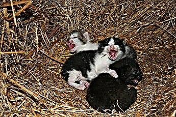  Да ли су мачићи рођени од црва попут штенаца? 