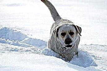  Labrador Hundeeigenschaften 