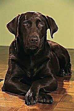  Labrador Retriever Joint & Bone Disease 