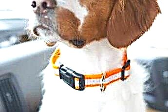  Leder Vs. Hundehalsbänder aus Nylon 