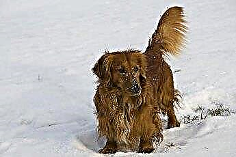  อายุขัยของสุนัขพันธุ์ดัชชุนด์ที่มีขนยาว 