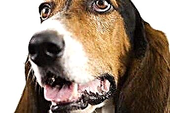 En liste over Droopy Eared Dogs 