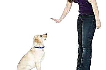  Колико дуго се пас може кажњавати након лошег понашања? 
