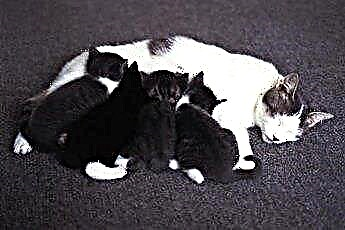  Jak dlouho musí koťata mít mléko své matky? 