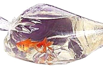  Kako dolgo pustiti vrečko zlate ribice v novi vodi 