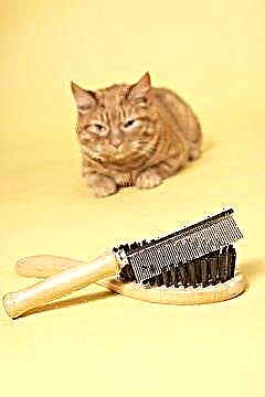  I gatti a pelo lungo perdono meno pelo? 