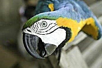  Kako potražiti brojeve pojasa ptica za papige 