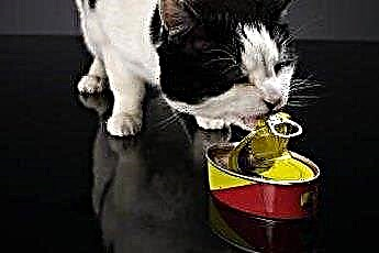  Mikä on matalan tuhkan ruokavalio uros kissoille? 