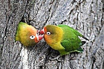  Mīlestības putnu informācija 