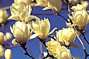  Gli alberi di magnolia sono velenosi per cani o gatti? 