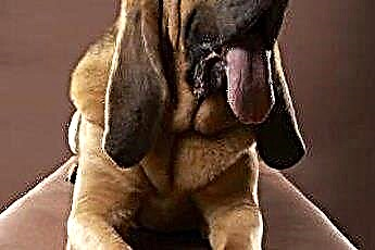  Como fazer um Bloodhound parar de uivar 