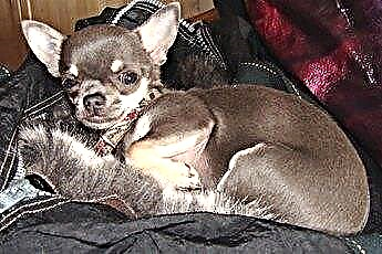  Hoe u uw Hyper Chihuahua-puppy in slaap laat vallen 