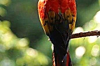  Ako si vyrobiť ostrieža papagája s prírodnou vetvou 