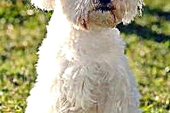  Maltos šunų purtyklių sindromas 