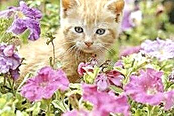  A körömvirágok mérgezőek a macskákra? 
