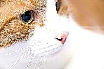 Was bedeutet es, wenn eine Katze immer kuscheln und nah an Ihrem Gesicht sein muss? 