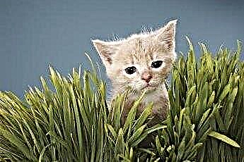  Was bedeutet es, wenn eine Katze Gras frisst? 