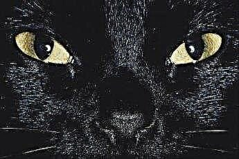  Qu'est-ce que cela signifie quand un chat a une tache noire sur l'iris? 