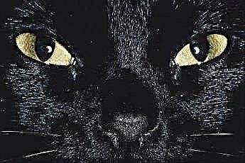  Шта значи када мачка шкиљи очима? 
