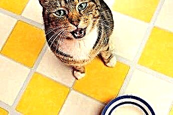  Ką tai reiškia, kai katės subraižo grindis šalia savo maisto dubenėlio? 
