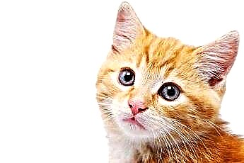  고양이 귀가 차가울 때 그것은 무엇을 의미합니까? 