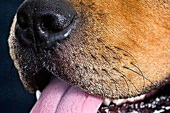  Hvad betyder det, når din hund slikker dig? 