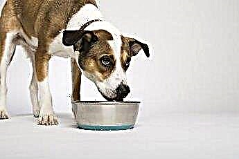  Vad betyder det när en hund tappar maten? 
