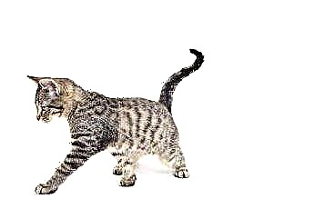  ¿Qué significa cuando un gatito arquea la espalda y mueve la cola? 