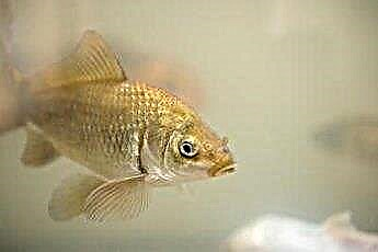  ماذا يعني عندما تتحول السمكة الذهبية إلى اللون البني؟ 