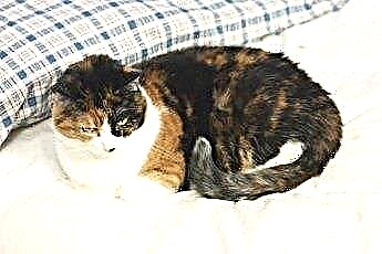  ¿Cuál es el significado de que un gato duerma encima de tu almohada? 