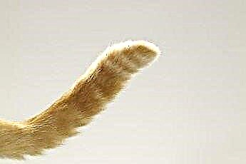  Wat is de betekenis van een kat die zijn staart slaat? 