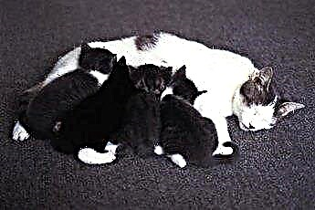  Verbergen mama-katten hun kittens voor mensen? 