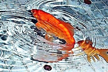  Fantail Goldfish Ne Kadar Beslenir? 
