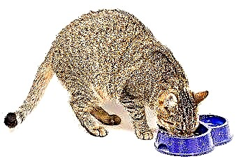  Quelle quantité de nourriture un chat doit-il manger quotidiennement? 