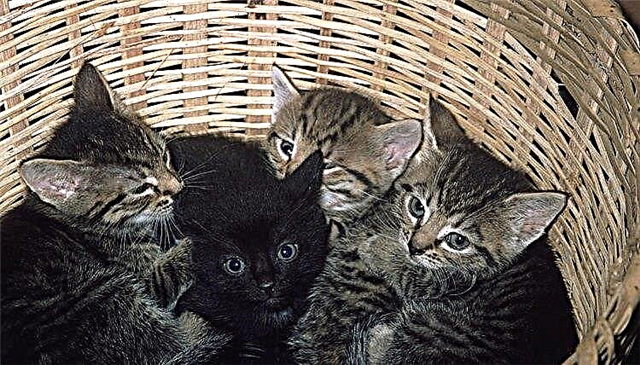  ¿Cuál es el nombre de una camada de gatitos recién nacidos? 