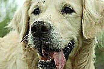  علاجات طبيعية لرائحة الفم الكريهة في الكلاب 